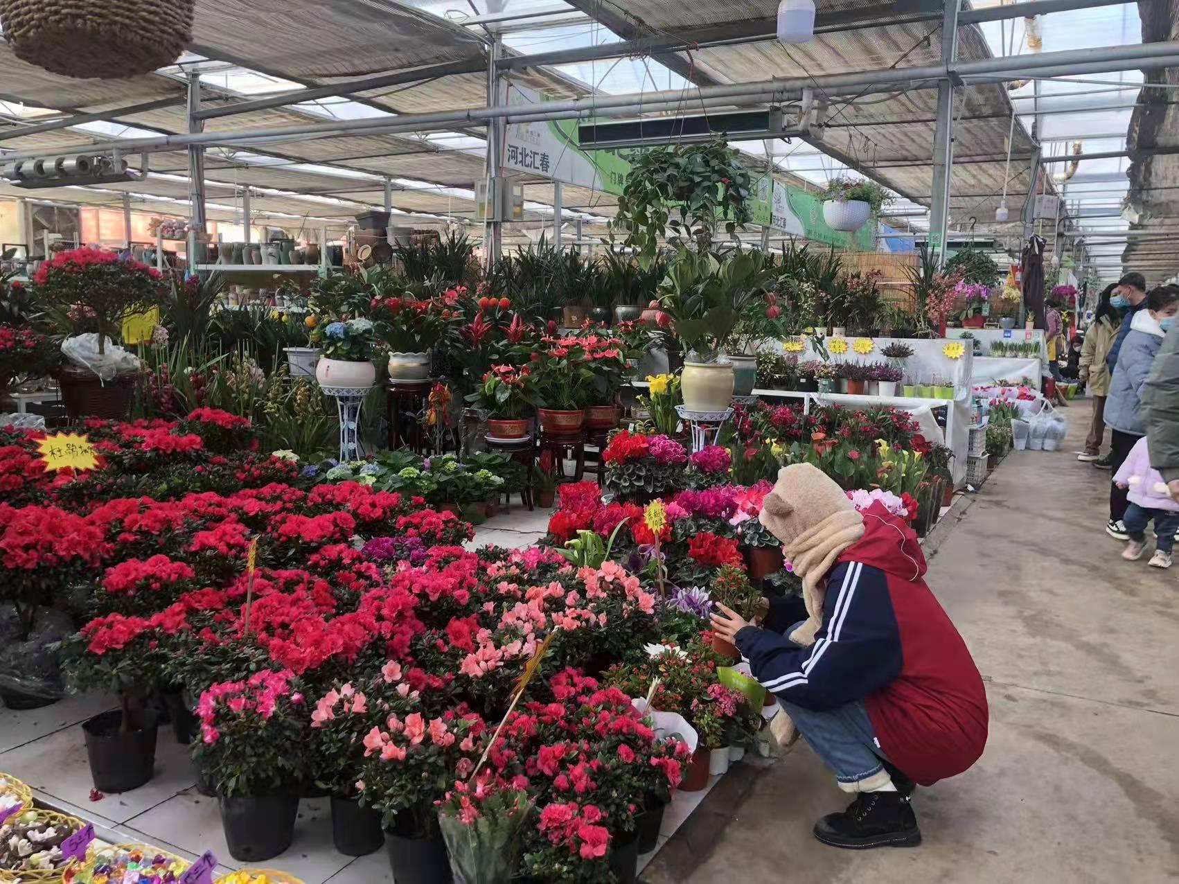 石家庄，崛起中的北方明珠